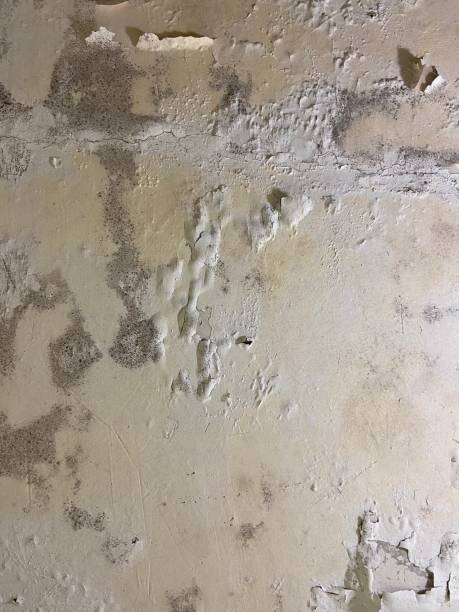 Best Commercial Mold Removal  in Timberlane, IL