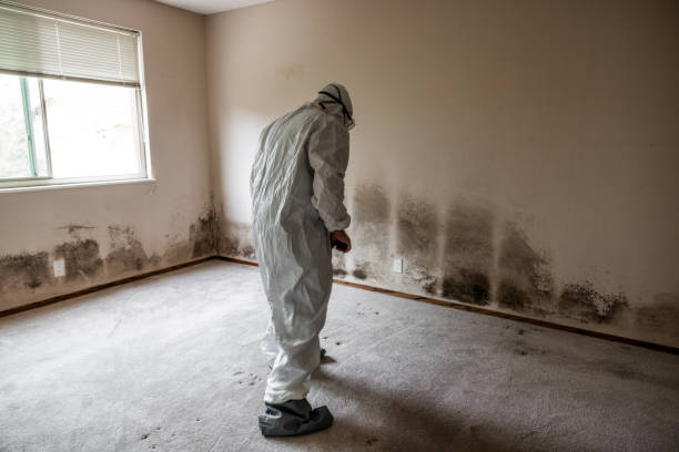 Best Local Mold Removal Service  in Timberlane, IL