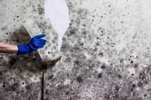 Best Mold Remediation  in Timberlane, IL