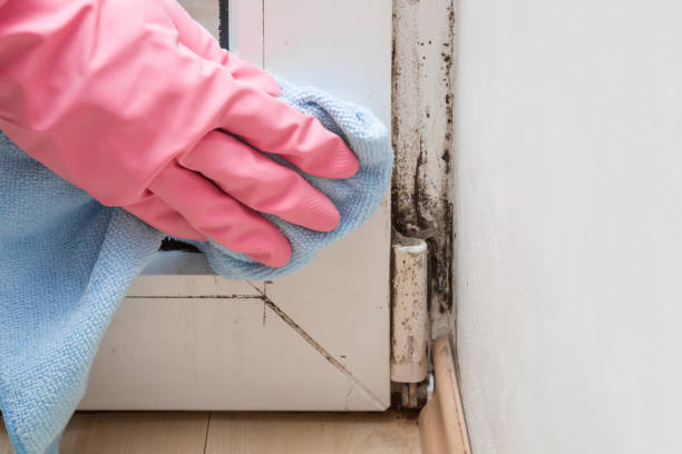Best Attic Mold Removal  in Timberlane, IL