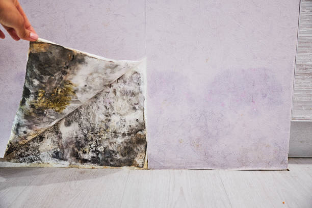 Best Water Damage Restoration  in Timberlane, IL